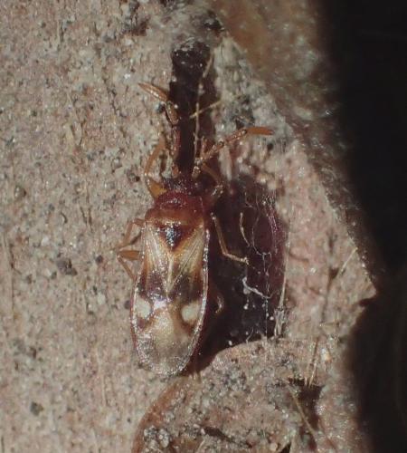 Réf. 221 738 : Tempyra biguttula